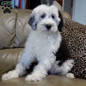 Kenny, Sheepadoodle Puppy